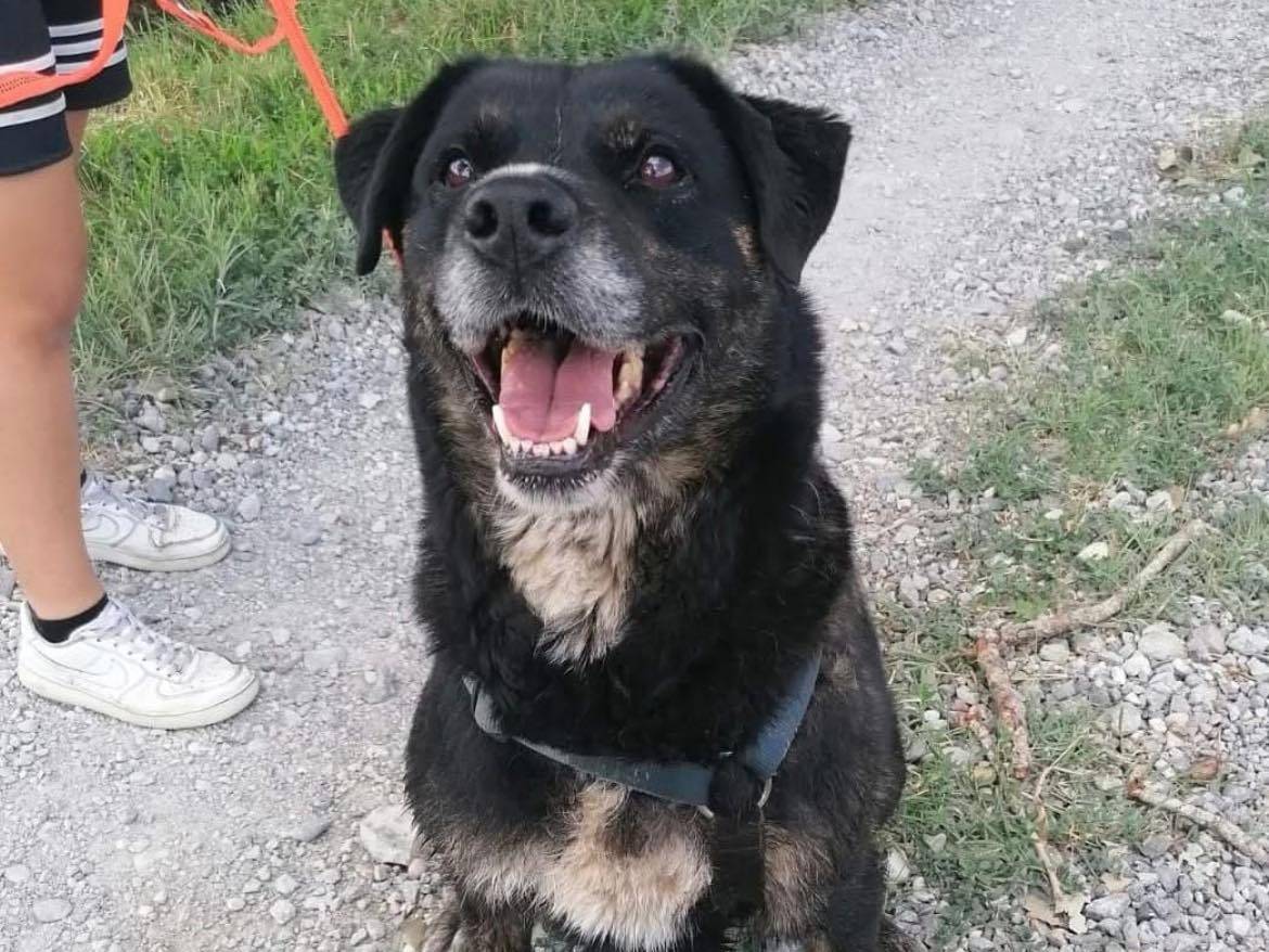 Adozione cane, femmina, Rottweiler Razza sconosciuta, 11 anni e 6 mesi, taglia gigante, Bergamo