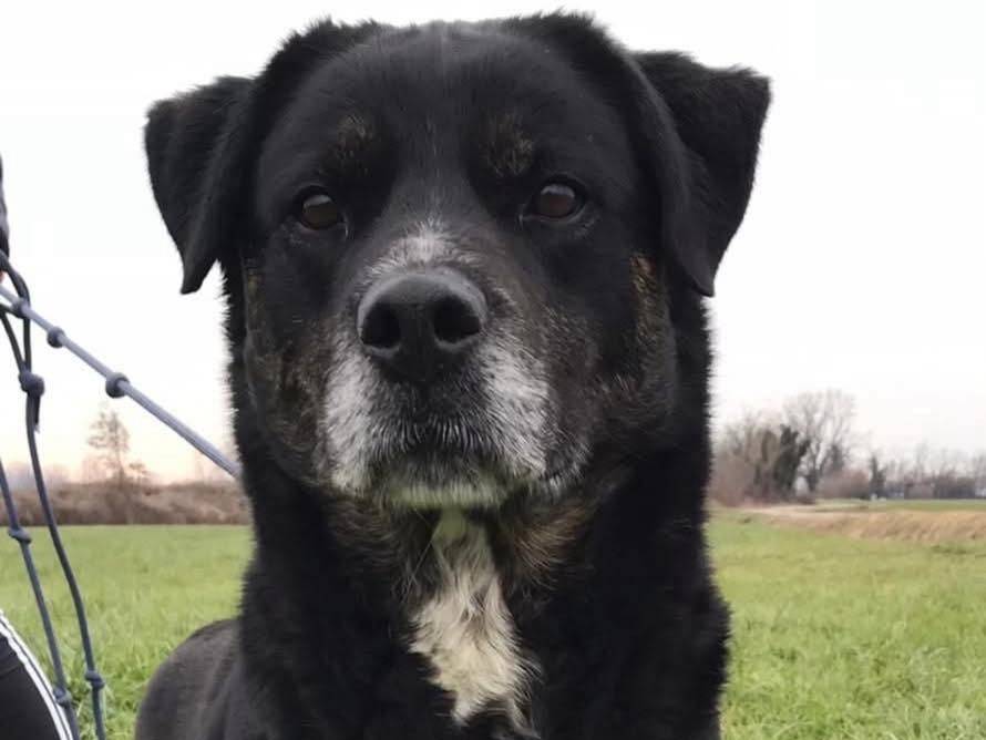 Adotta un cane, femmina, 11 anni e 6 mesi, Bergamo