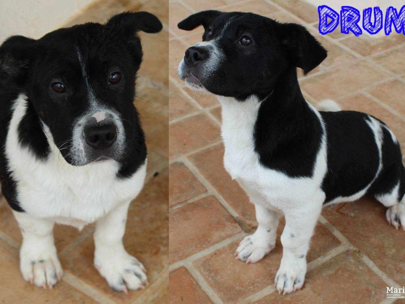 Adozione cane, maschio, Razza sconosciuta Razza sconosciuta, 5 mesi, taglia media, Roma