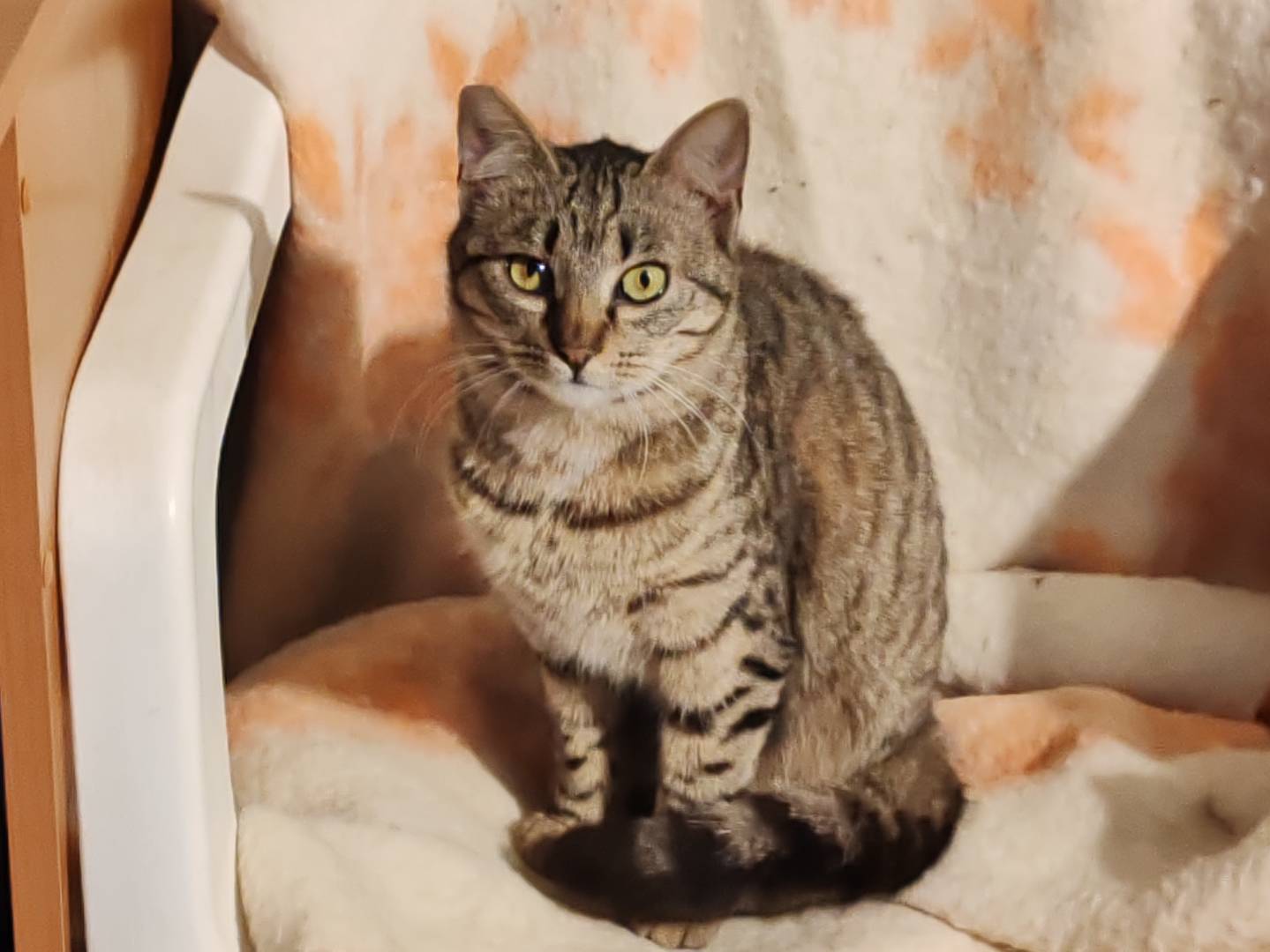 Adozione gatto, femmina, Razza sconosciuta Razza sconosciuta, 1 anno e 4 mesi, taglia non valida, Firenze