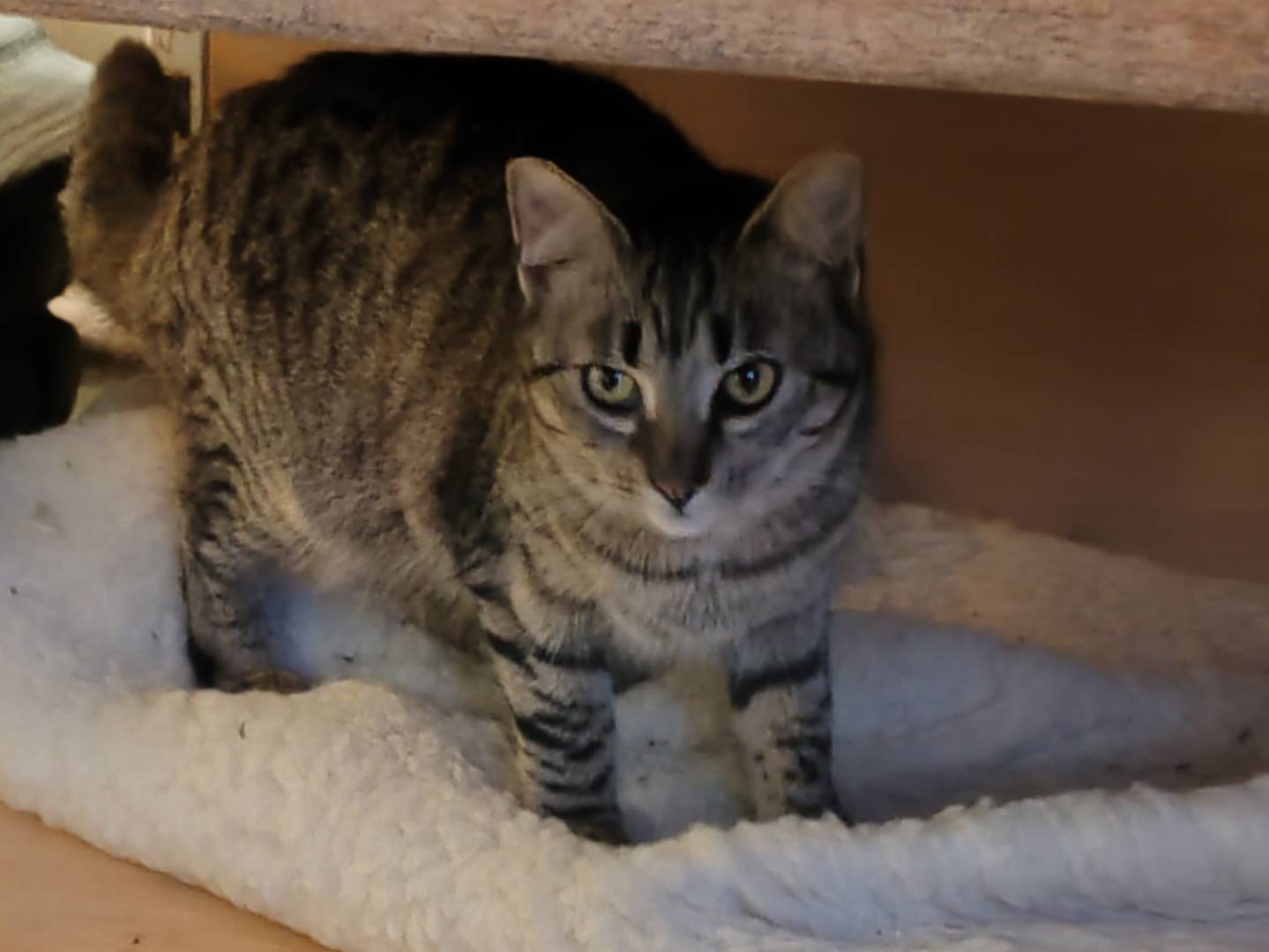 Adotta un gatto, femmina, 1 anno e 4 mesi, Firenze