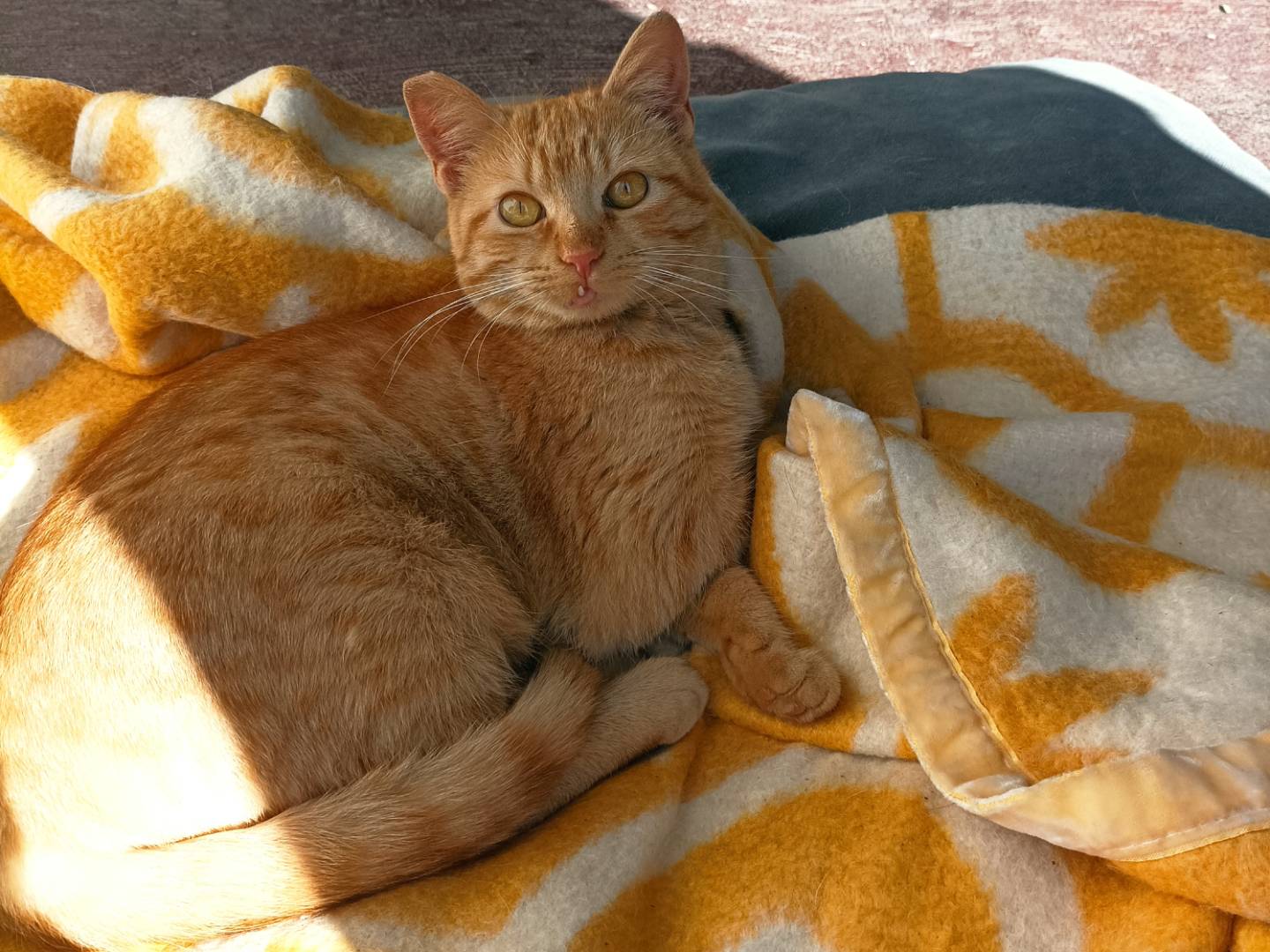 Adozione gatto, femmina, Razza sconosciuta Razza sconosciuta, 8 mesi, taglia non valida, Taranto