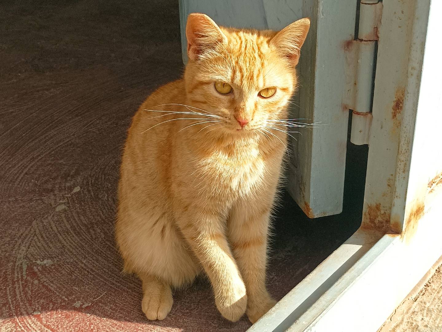 Adotta un gatto, taglia non valida, femmina, Taranto