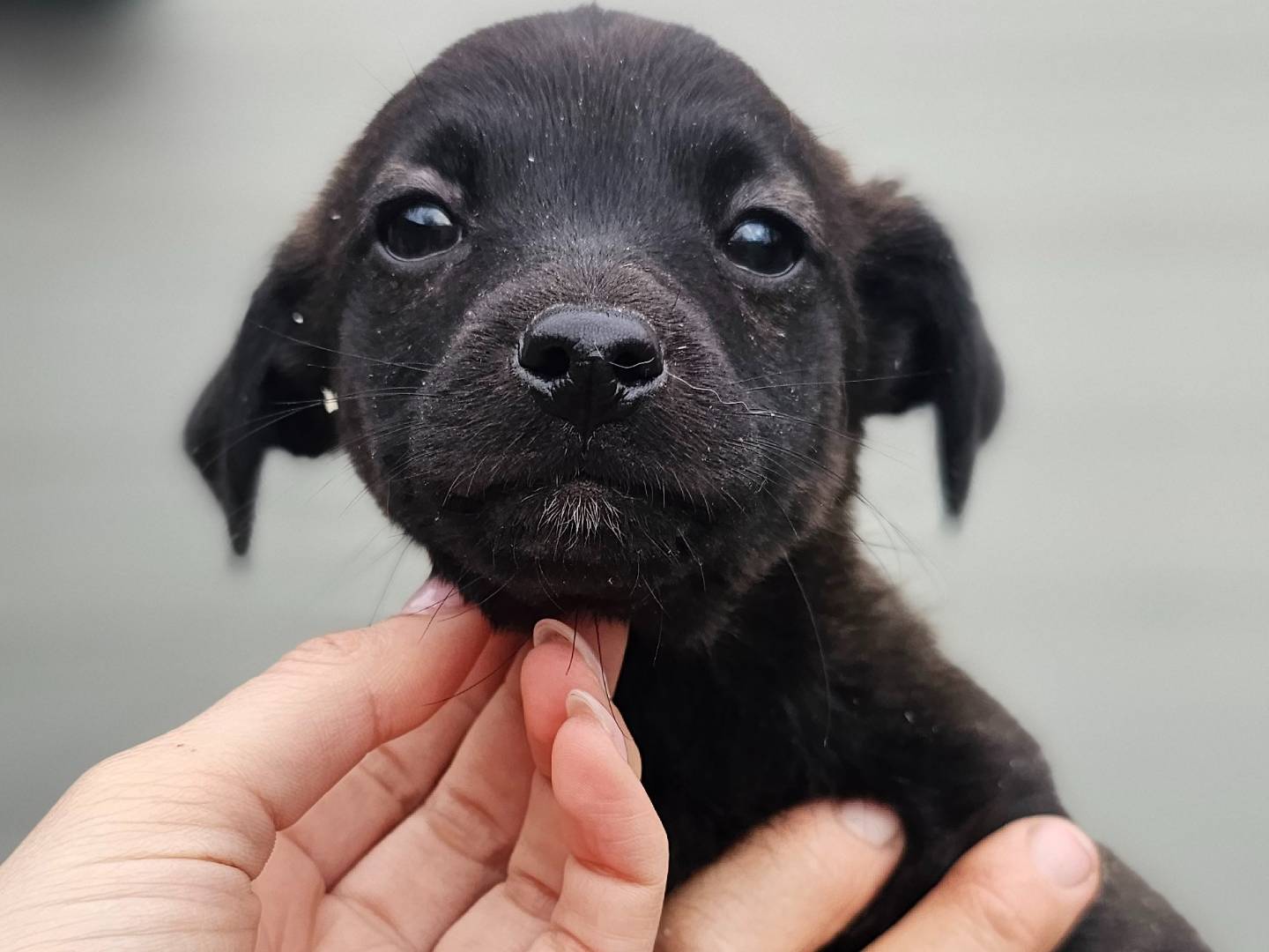 Adotta un cane, femmina, 2 mesi, Napoli