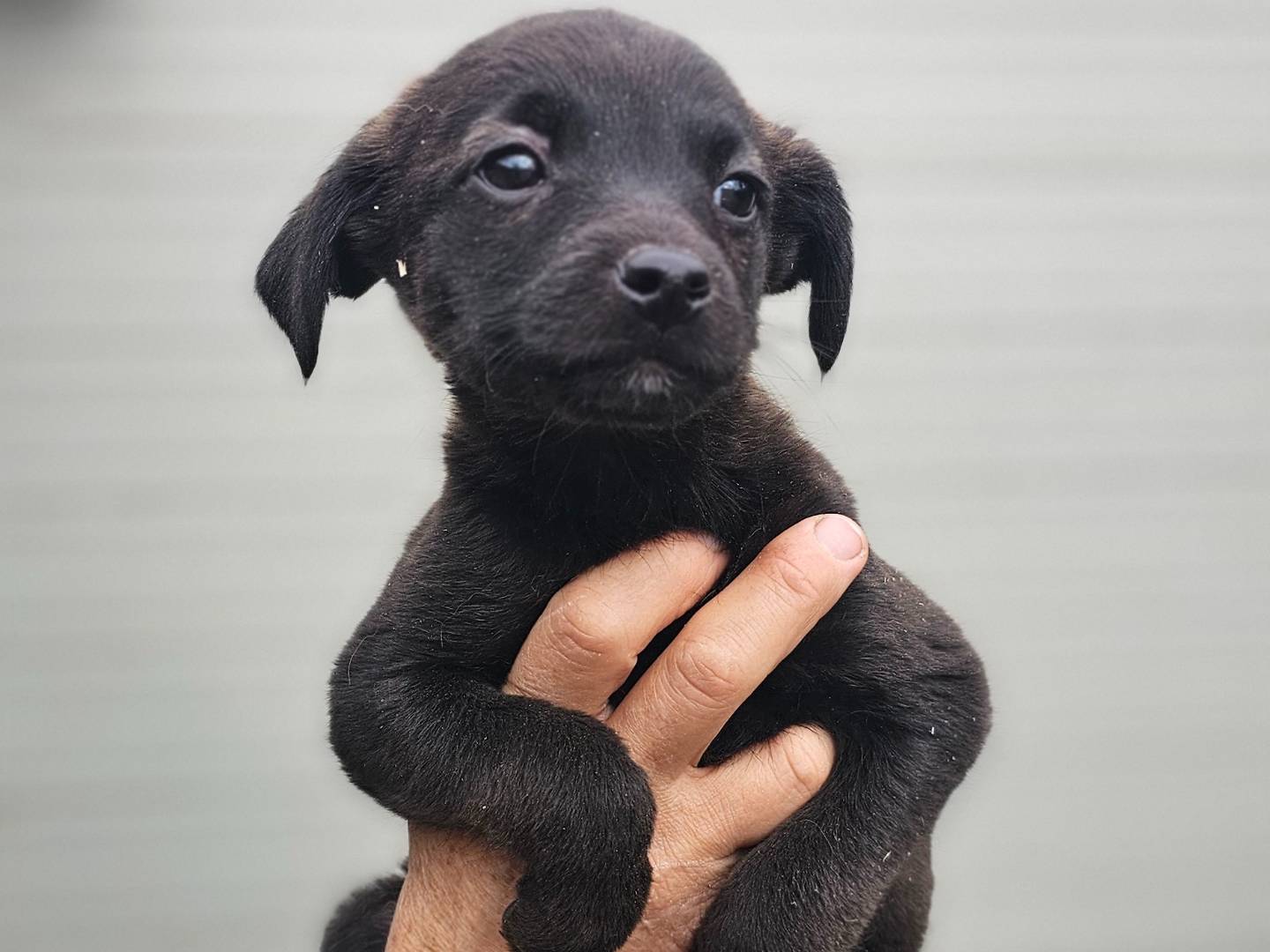 Adotta un cane, taglia piccola, femmina, Napoli