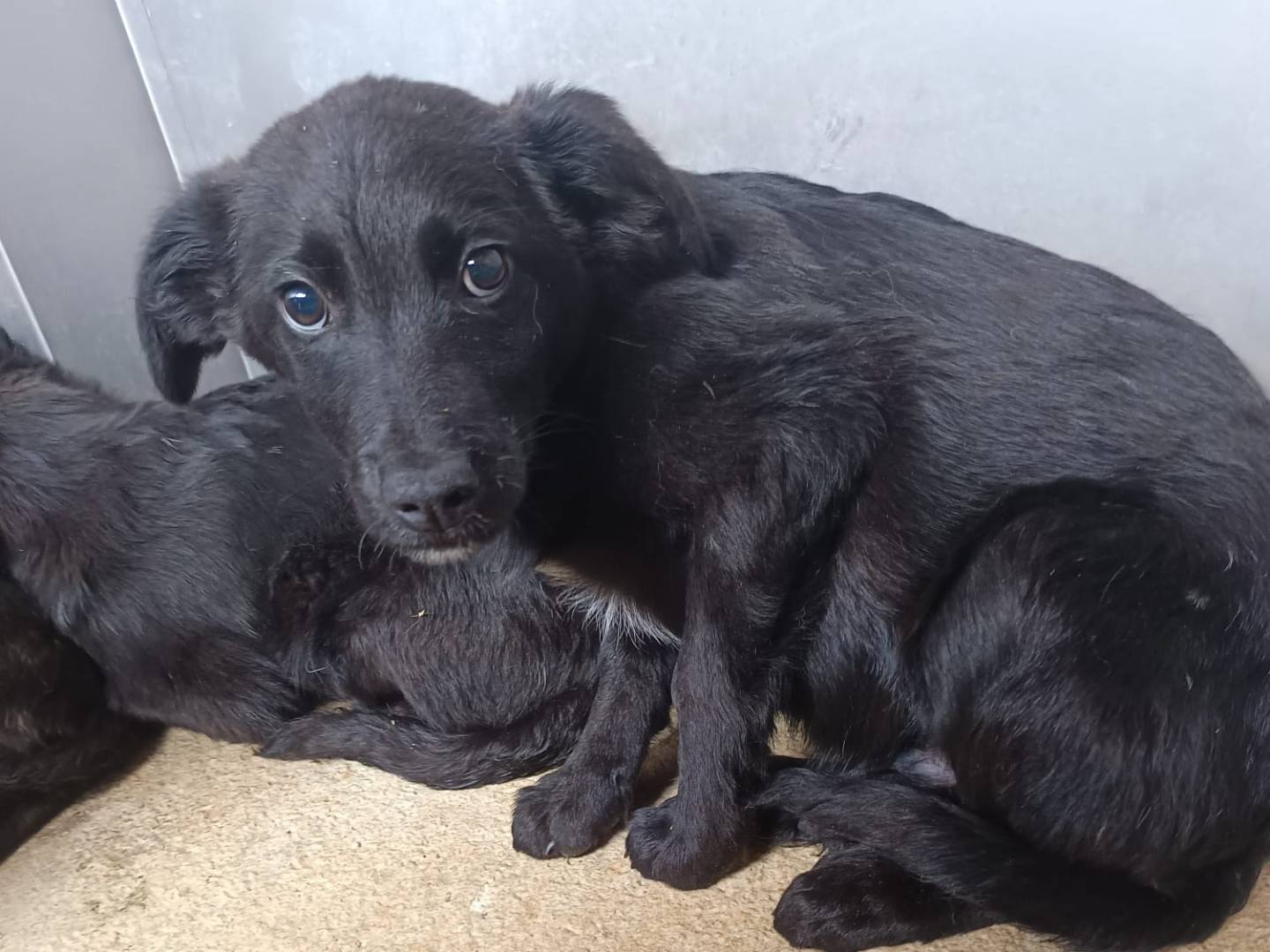 Adozione cane, femmina, Razza sconosciuta Razza sconosciuta, 3 mesi, taglia media, Avellino
