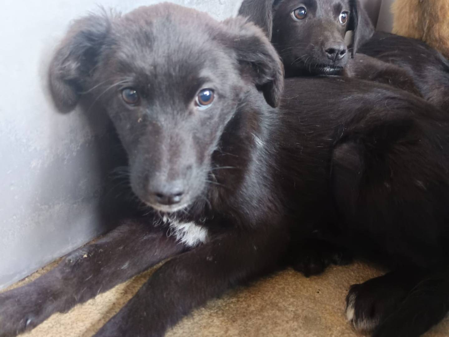 Adozione cane, maschio, Razza sconosciuta Razza sconosciuta, 3 mesi, taglia media, Avellino