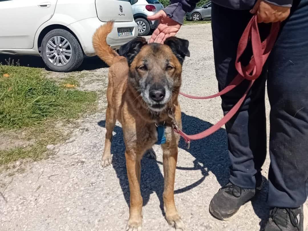 Adotta un cane, maschio, 10 anni e 5 mesi, Caserta