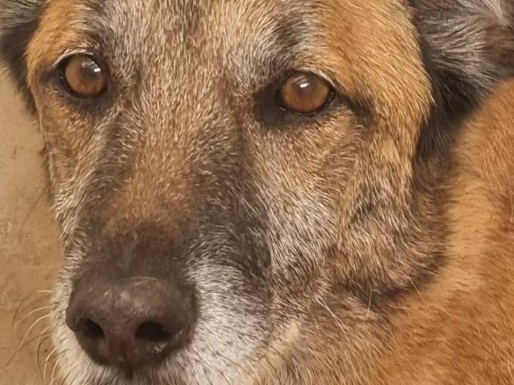 Adotta un cane, taglia media, maschio, Caserta