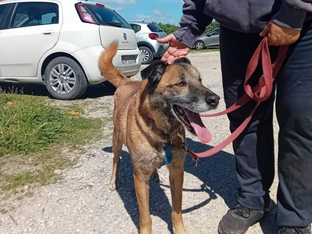 Adotta il cane JACK OLD a Caserta