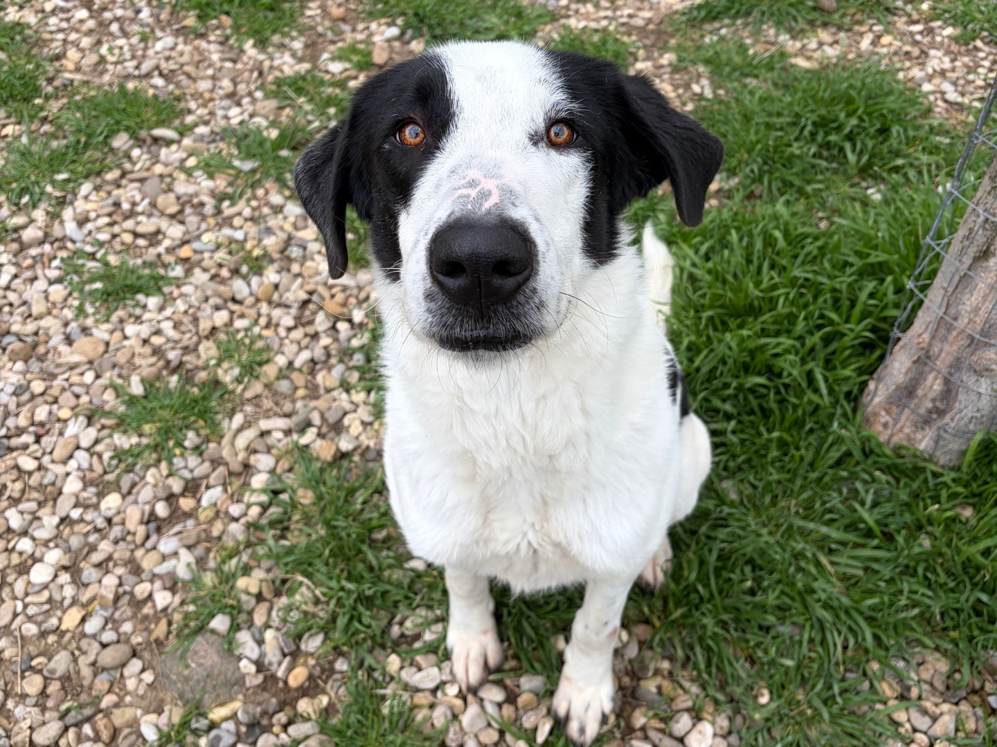 Adozione cane, maschio, Razza sconosciuta Razza sconosciuta, 3 anni e 2 mesi, taglia grande, Potenza