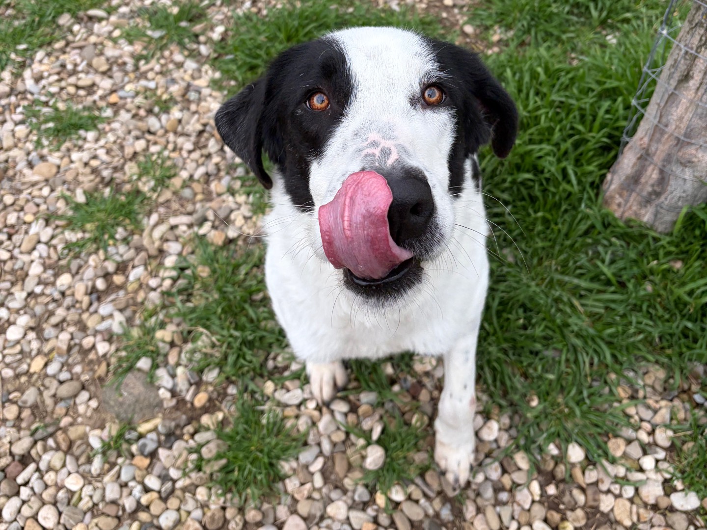 Adotta un cane, maschio, 3 anni e 2 mesi, Potenza
