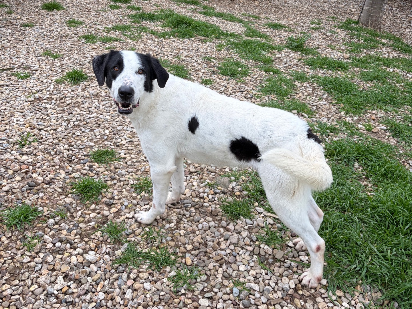 Adotta un cane, taglia grande, maschio, Potenza