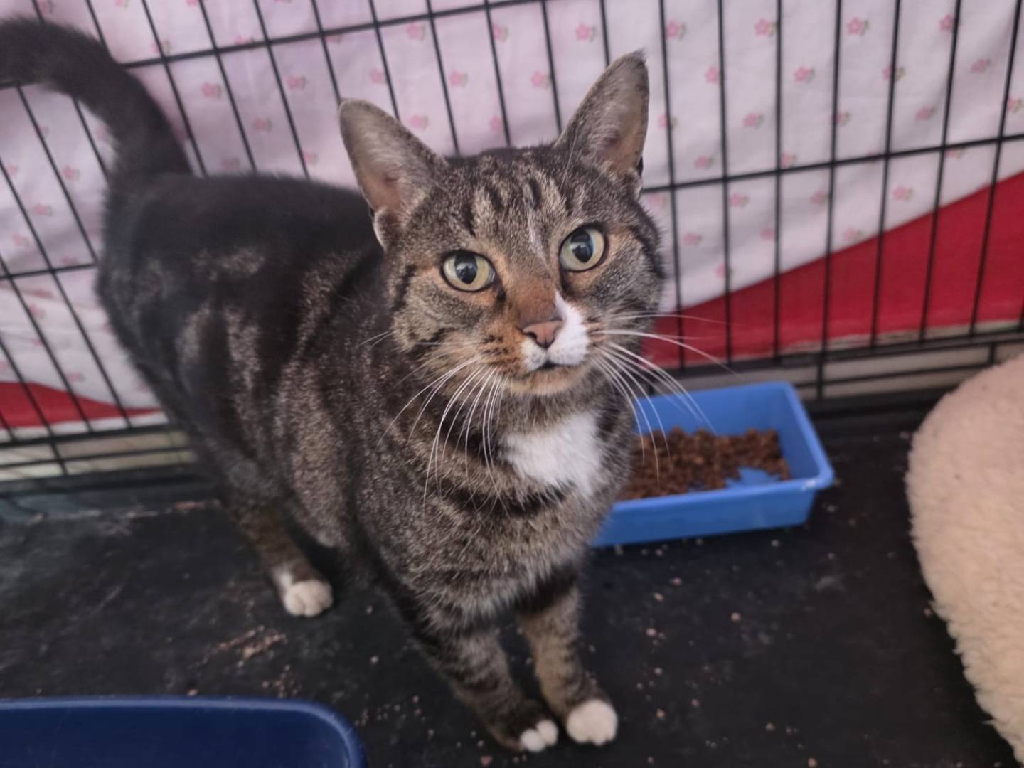 Adozione gatto, femmina, Razza sconosciuta Razza sconosciuta, 9 mesi, taglia non valida, Milano