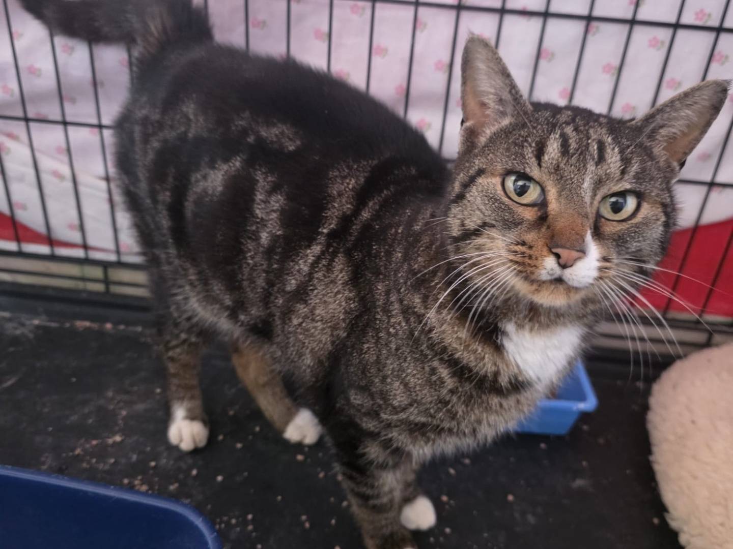 Adotta un gatto, femmina, 9 mesi, Milano