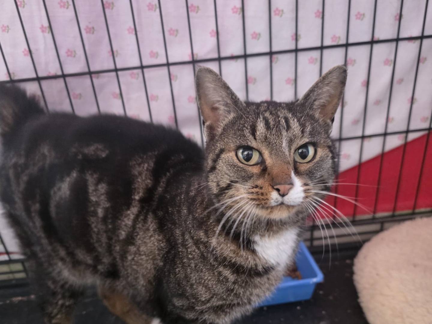 Adotta un gatto, taglia non valida, femmina, Milano