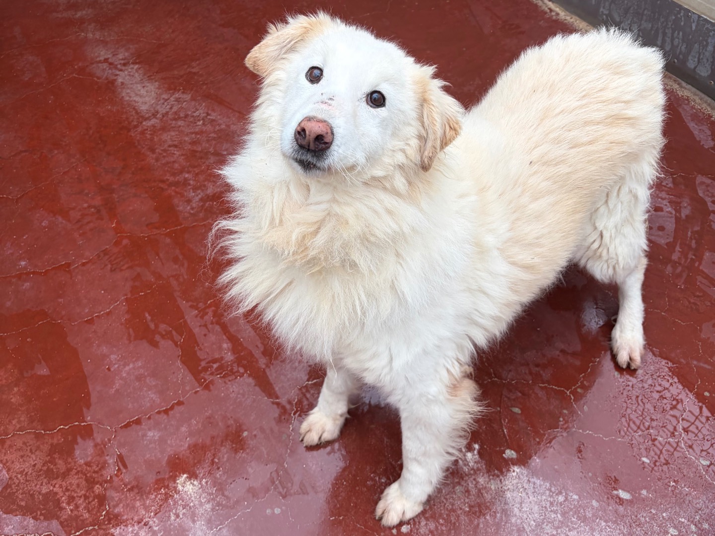 Adotta un cane, femmina, 7 anni e 2 mesi, Potenza