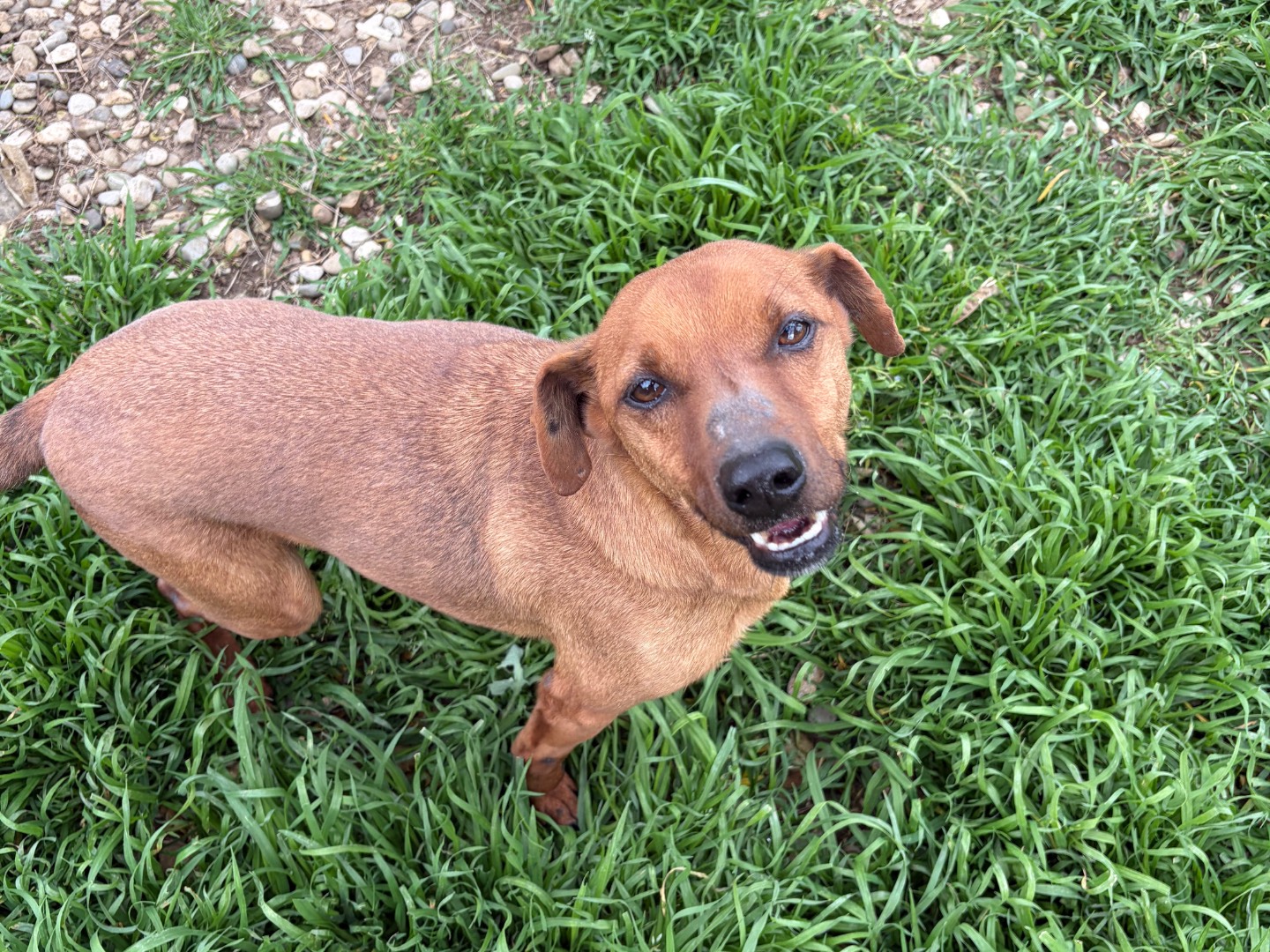 Adozione cane, maschio, Pinscher Razza sconosciuta, 6 anni e 2 mesi, taglia piccola, Potenza