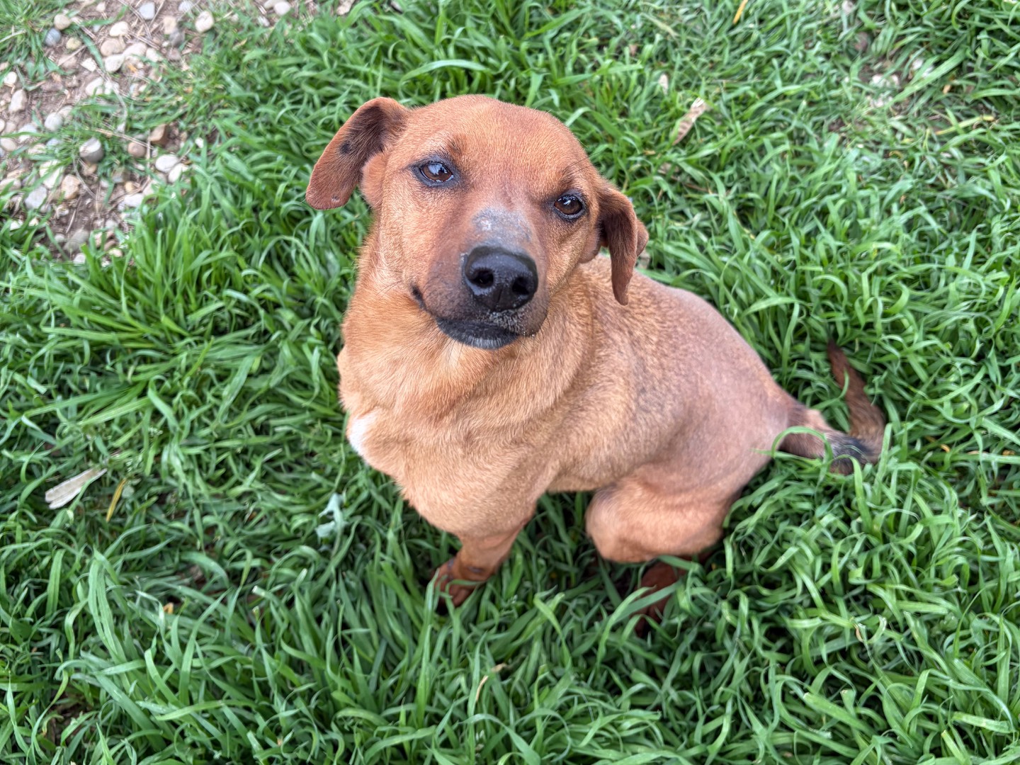 Adotta un cane, maschio, 6 anni e 2 mesi, Potenza