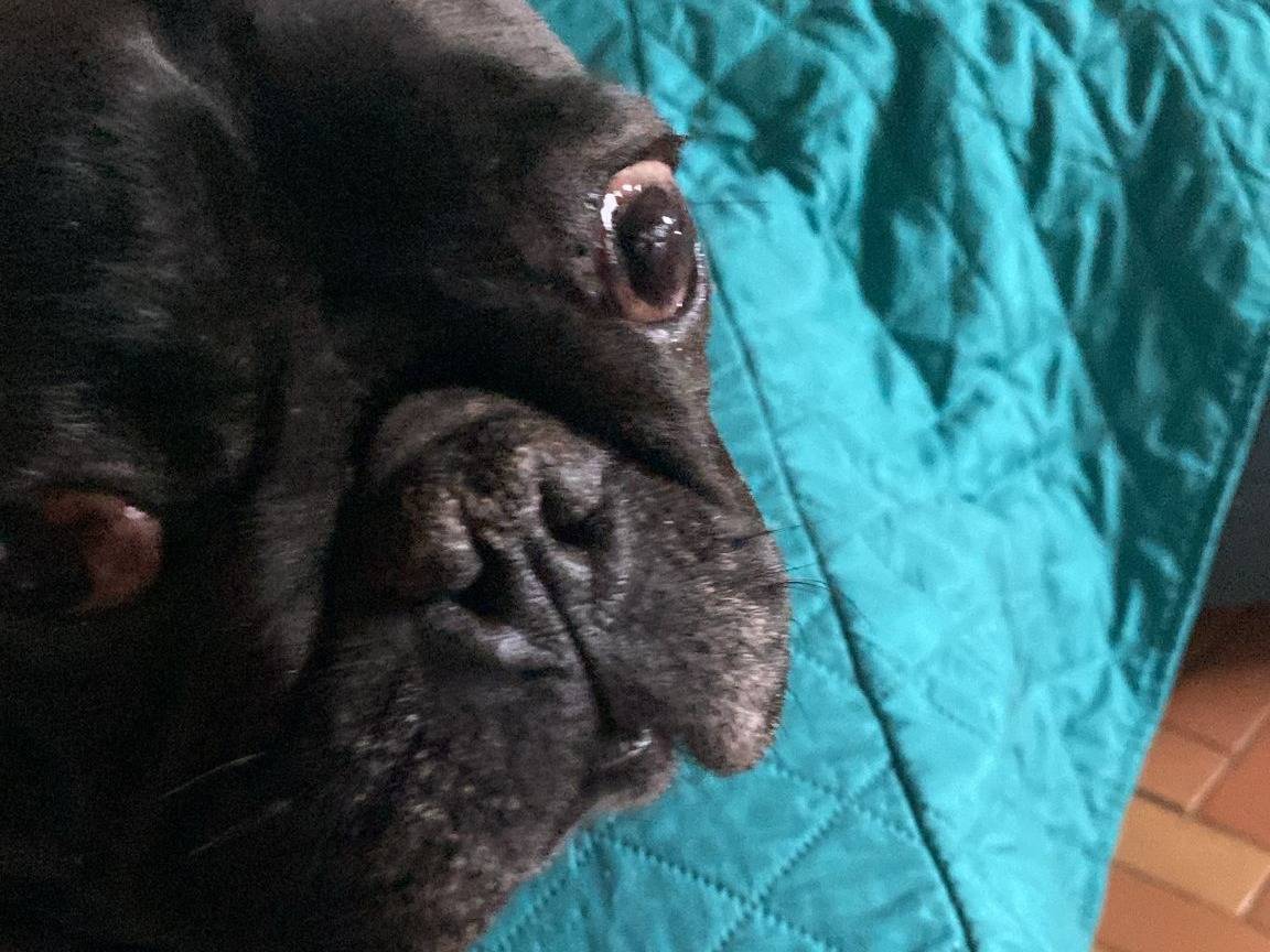 Adozione cane, maschio, Razza sconosciuta Razza sconosciuta, 4 anni e 1 mese, taglia media contenuta, Roma