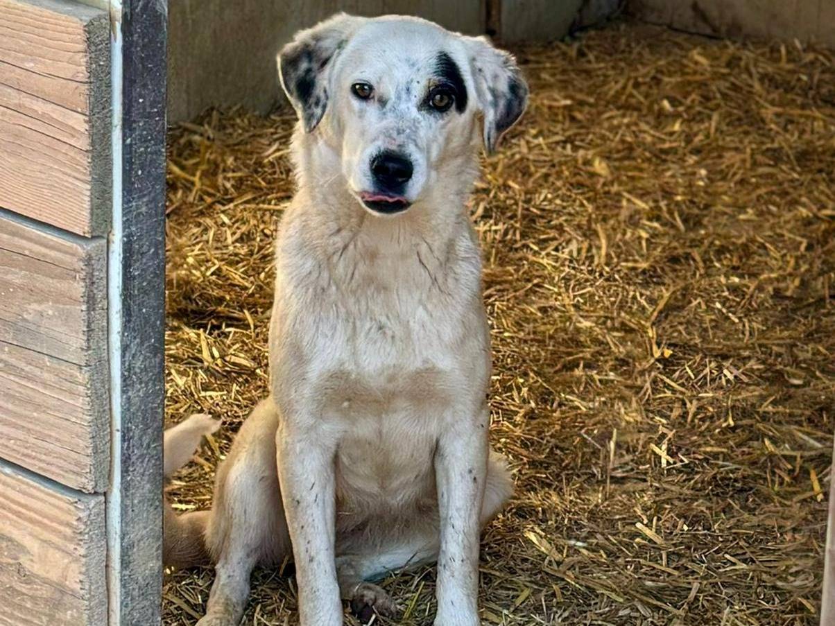 Vuoi adottare un cane a Caserta?