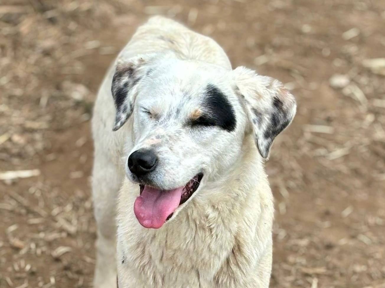 Adotta il cane Lara a Caserta