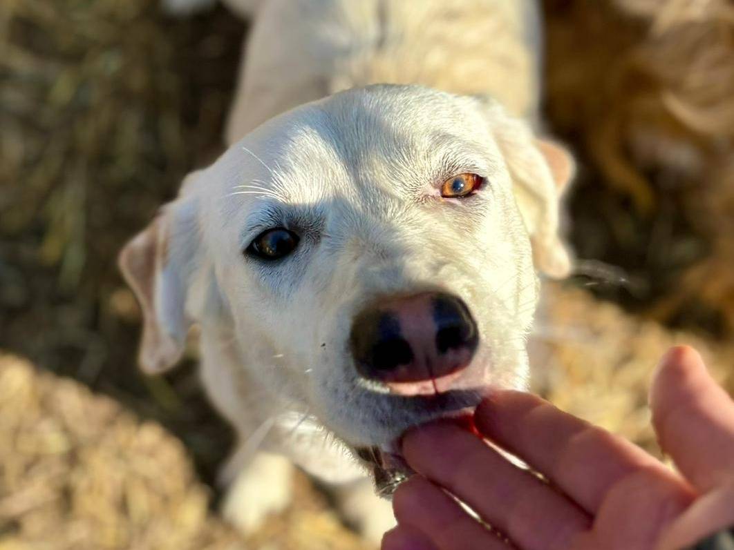 Adozione cane, maschio, Setter Inglese Razza sconosciuta, 9 mesi, taglia media contenuta, Caserta