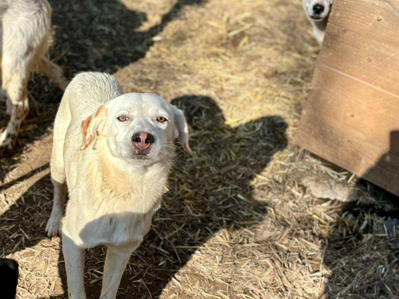 Adotta un cane, maschio, 9 mesi, Caserta