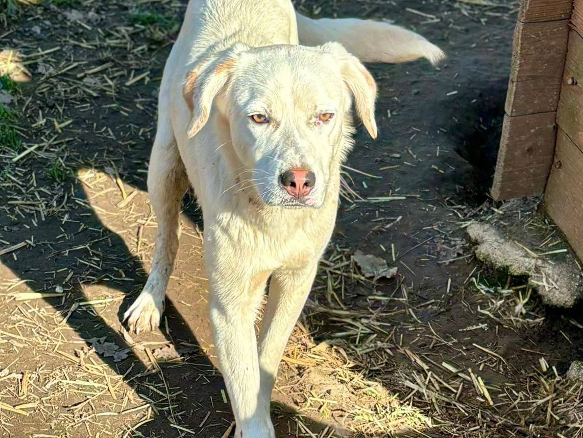 Adotta un cane, taglia media contenuta, maschio, Caserta