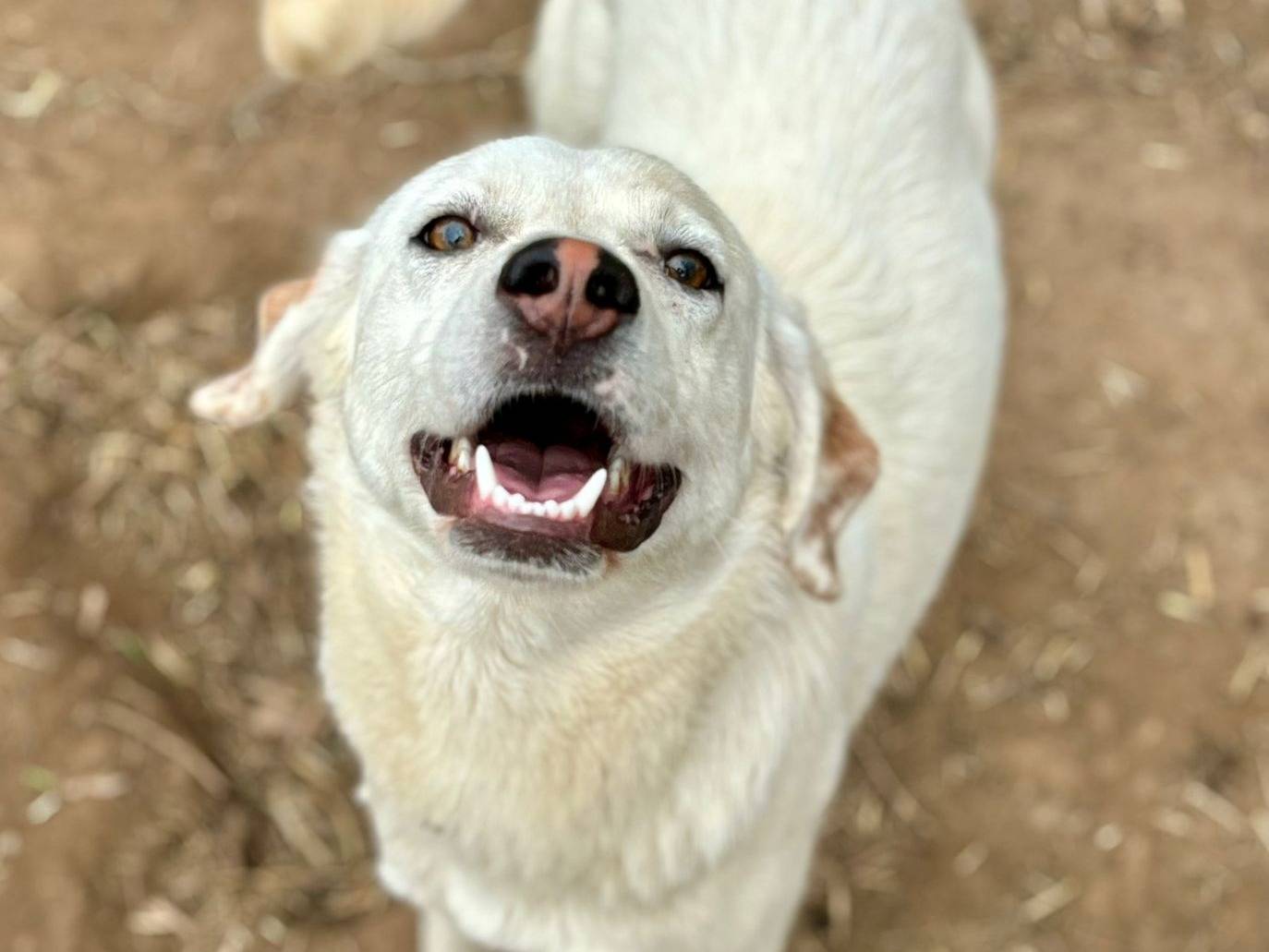 Vuoi adottare un cane a Caserta?