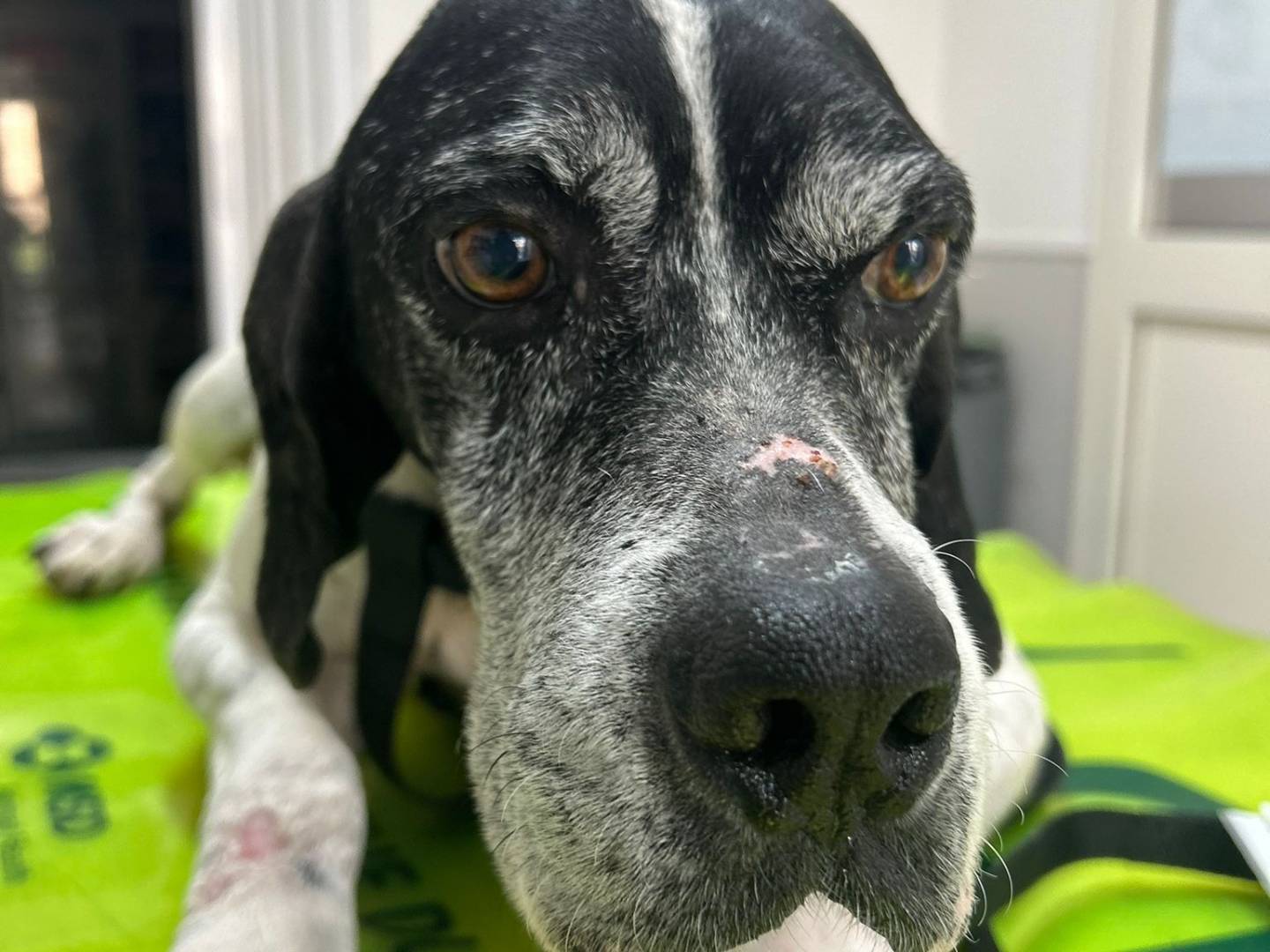 Vuoi adottare un cane a Caserta?