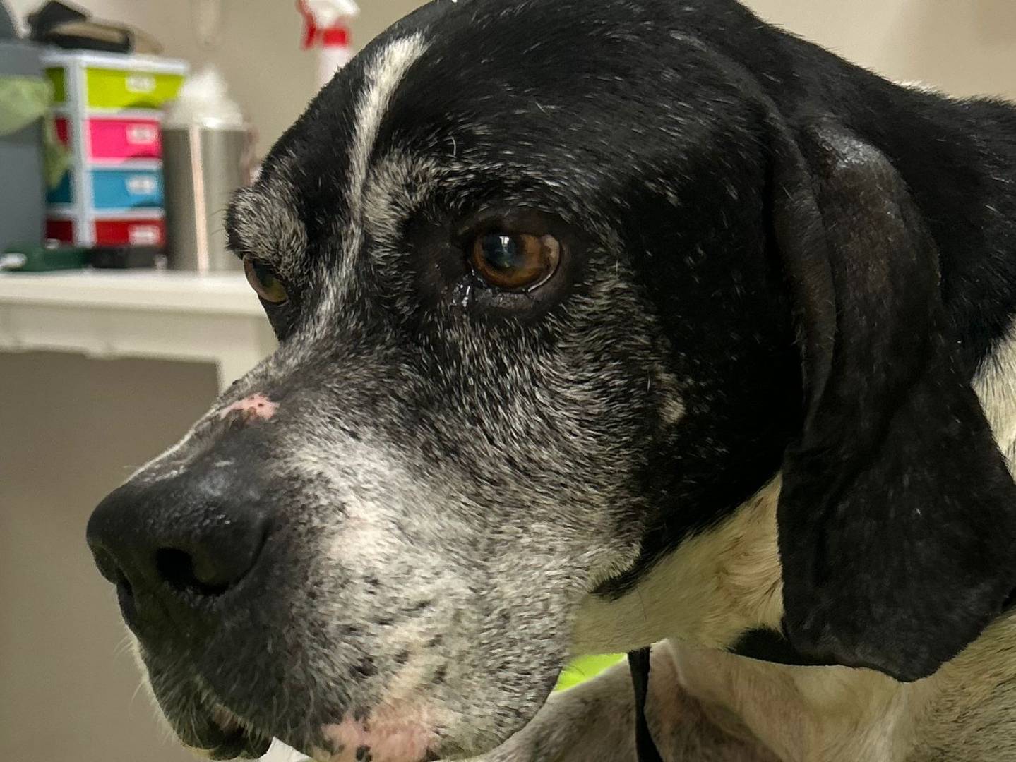 Adotta il cane Buck a Caserta