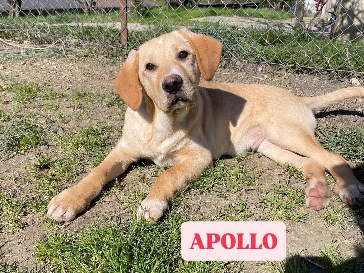 Adozione cane, maschio, Labrador Retriever Razza sconosciuta, 5 mesi, taglia media, Cosenza