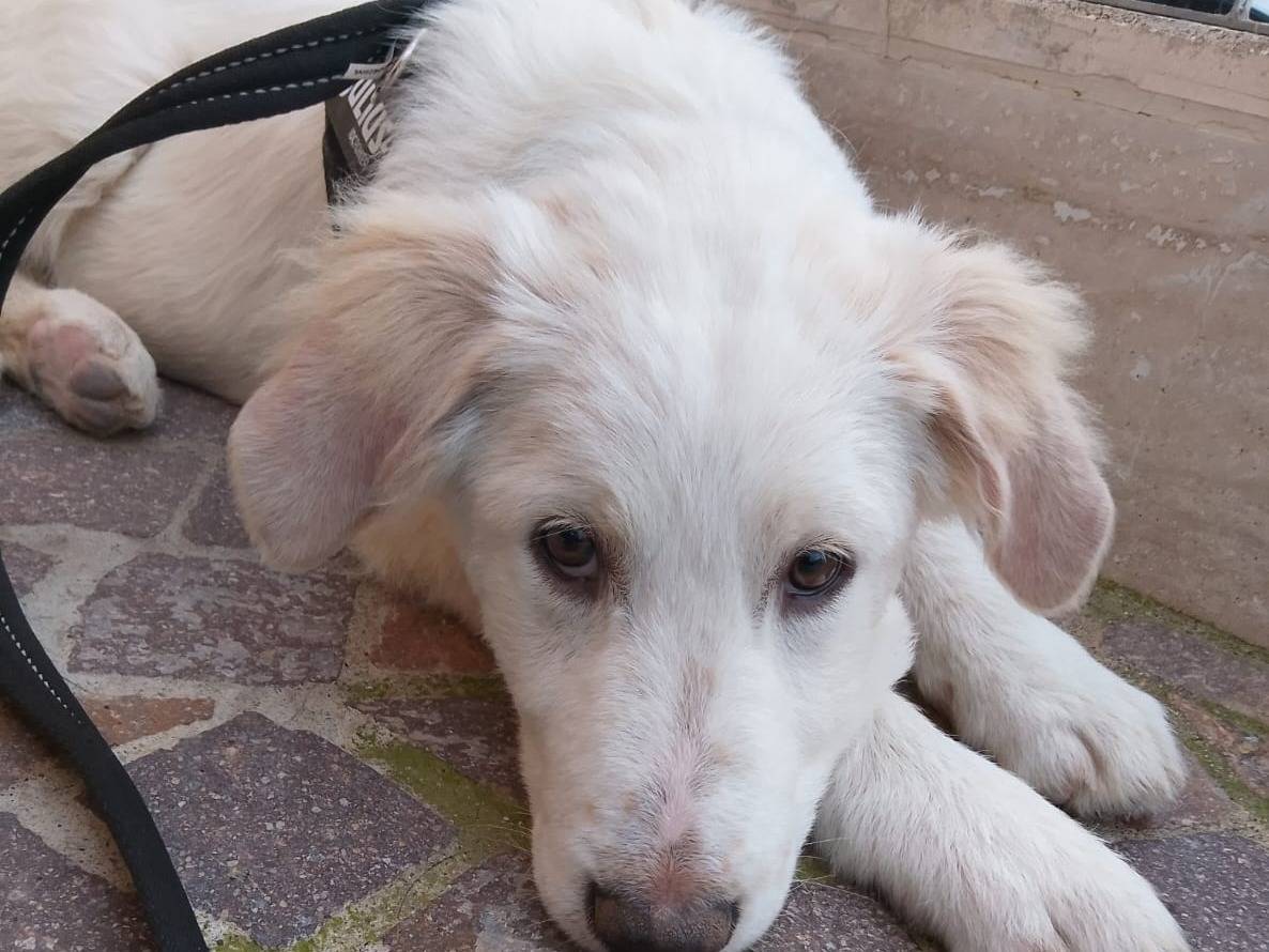 Adozione cane, maschio, Golden Retriever Razza sconosciuta, 3 mesi, taglia media, Roma