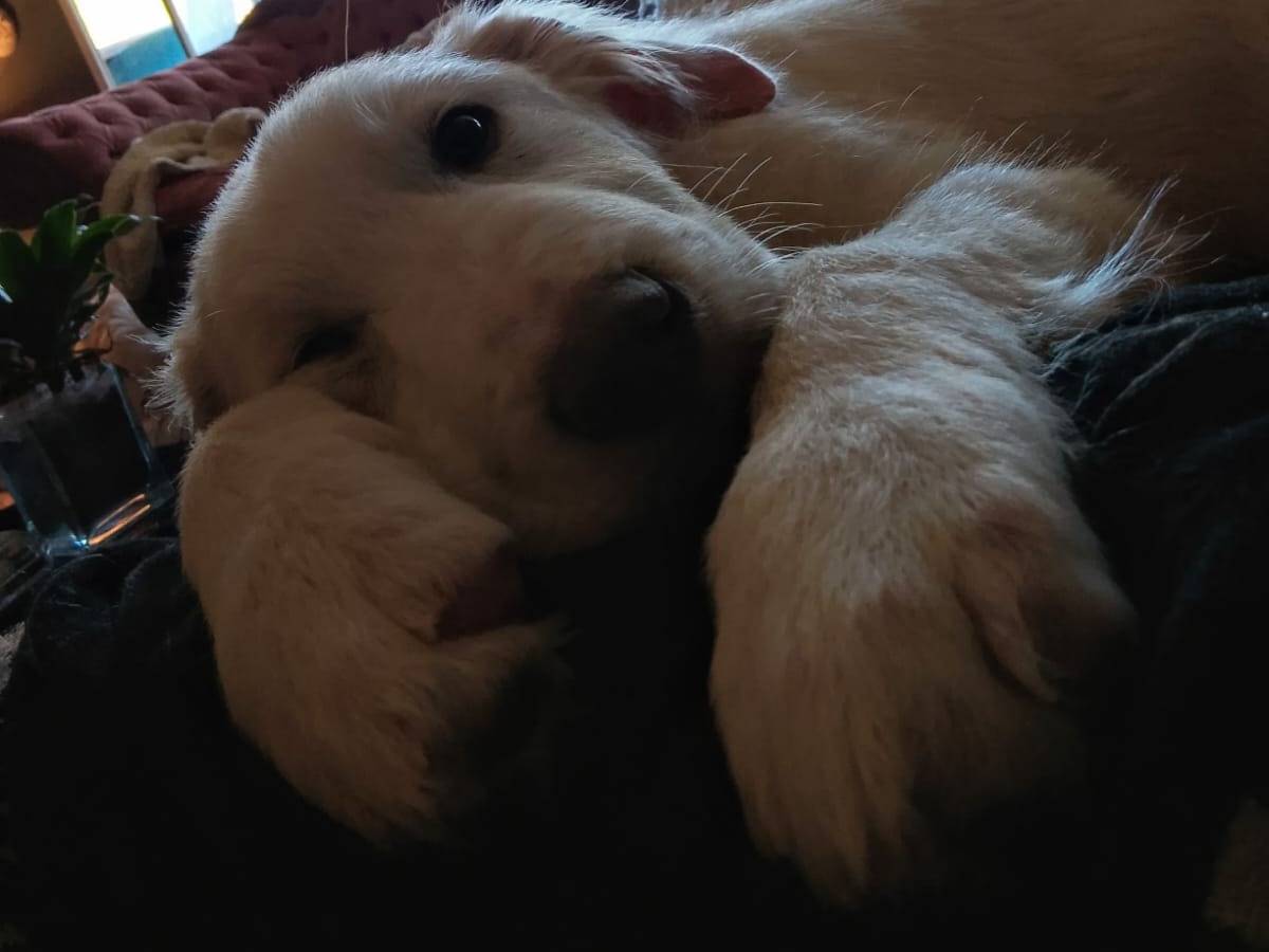 Adotta un cane, maschio, 3 mesi, Roma