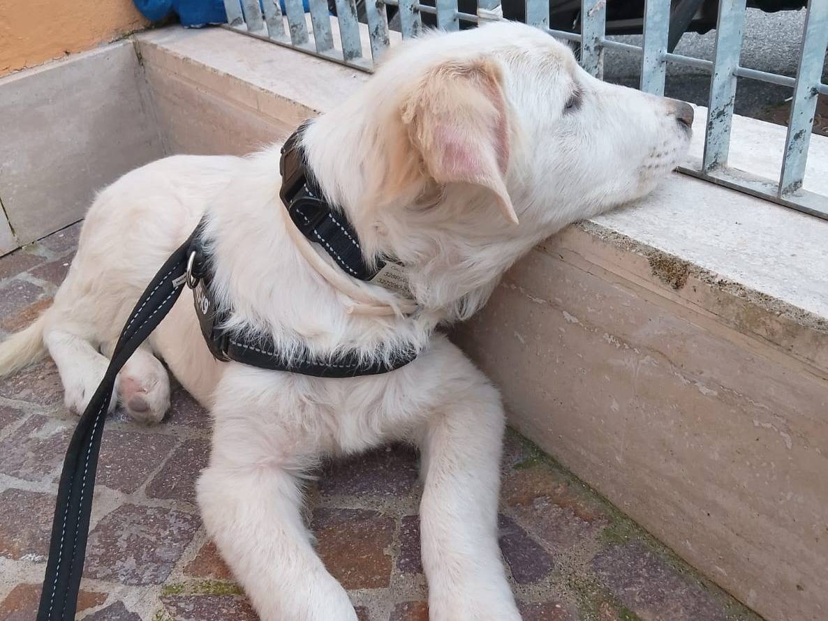 Adotta un cane, taglia media, maschio, Roma