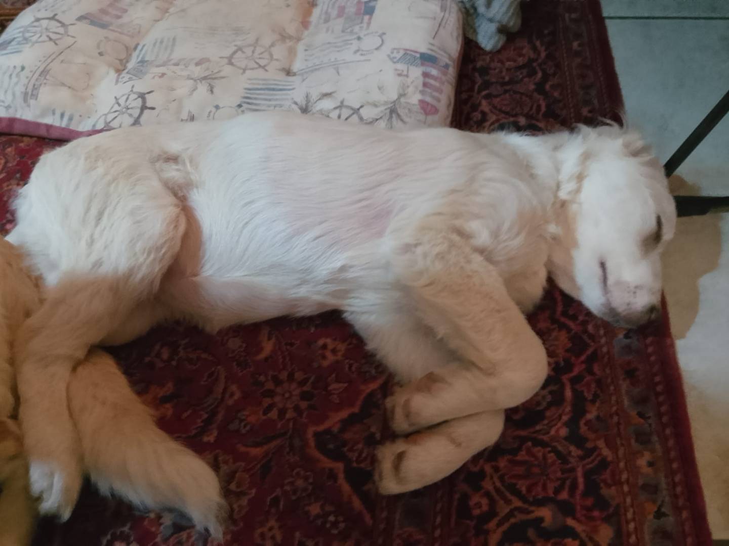 Vuoi adottare un cane a Roma?