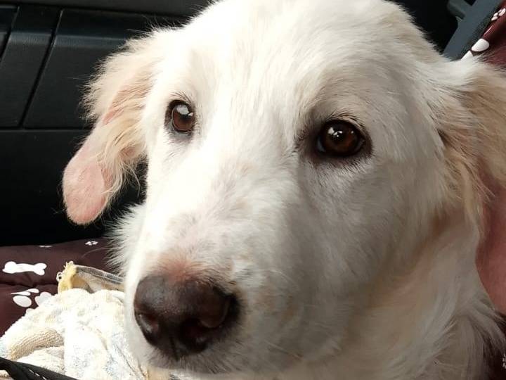 Adotta il cane Pulcino  a Roma