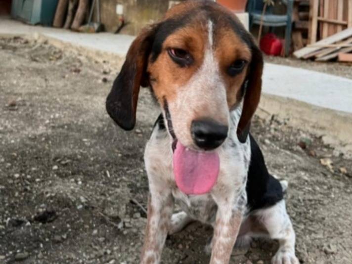 Adozione cane, maschio, Razza sconosciuta Razza sconosciuta, 2 anni e 6 mesi, taglia media contenuta, Caltanissetta