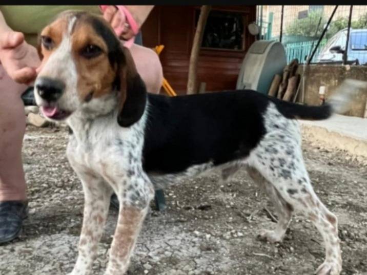 Adotta un cane, maschio, 2 anni e 6 mesi, Caltanissetta