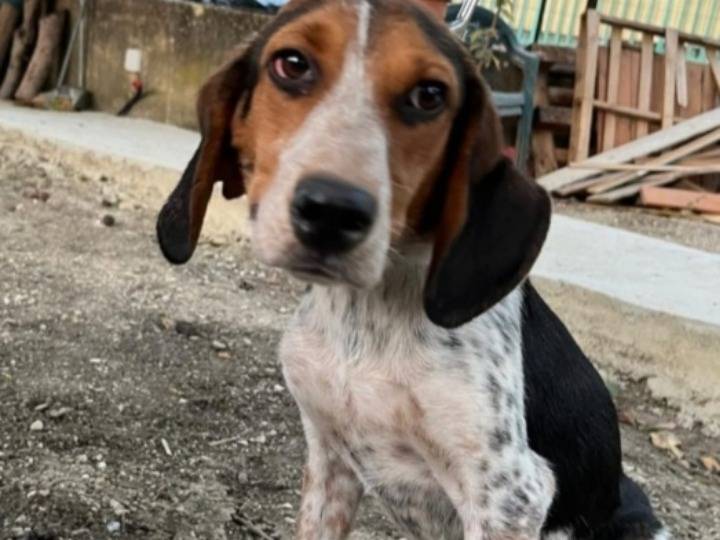 Vuoi adottare un cane a Caltanissetta?