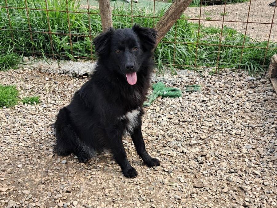 Adozione cane, femmina, Volpino di Pomerania Razza sconosciuta, 1 anno, taglia piccola, Benevento