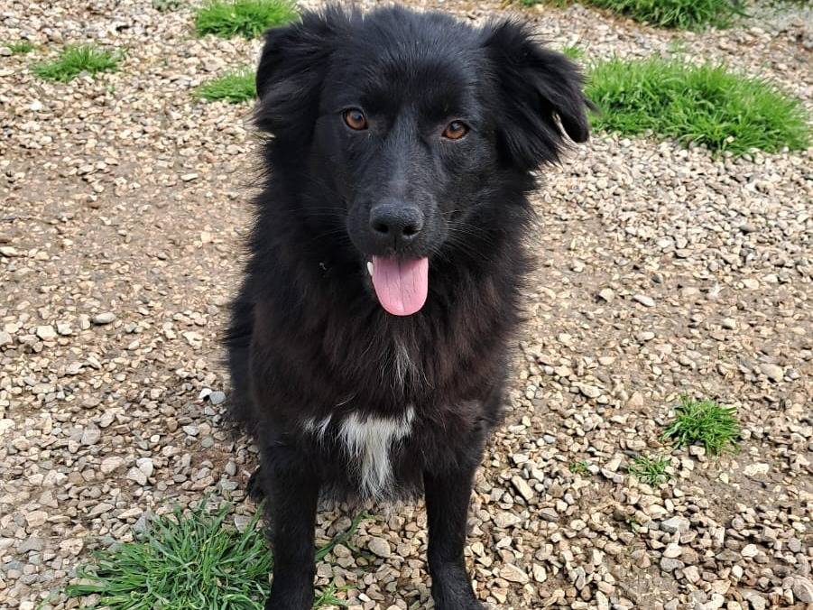 Adotta un cane, taglia piccola, femmina, Benevento