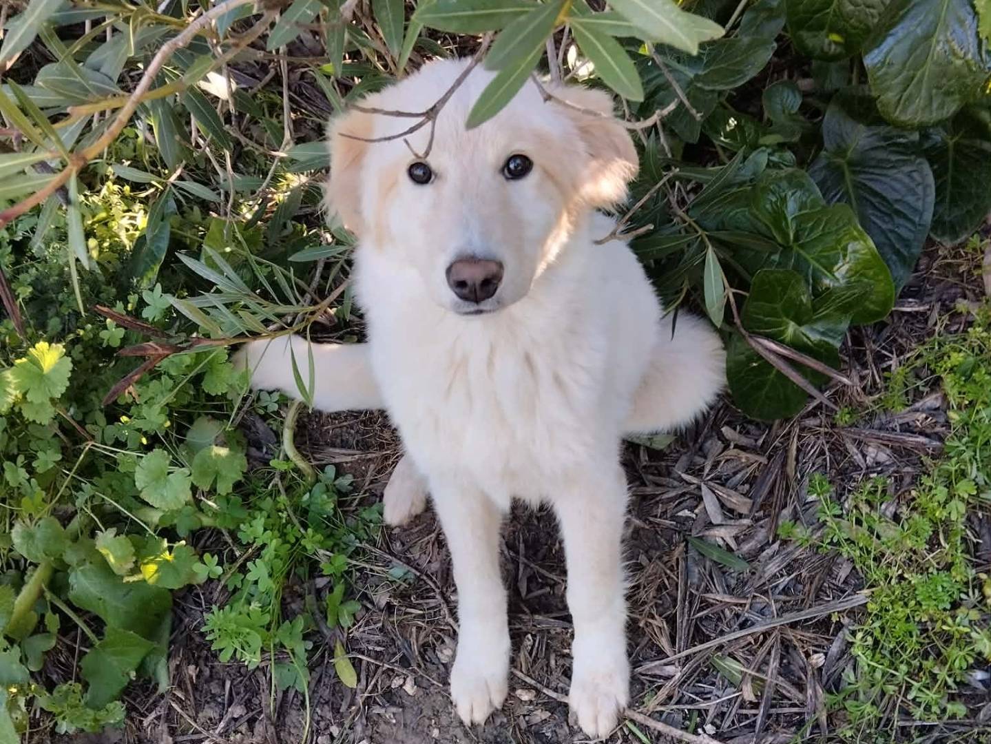 Adozione cane, maschio, Razza sconosciuta Razza sconosciuta, 6 mesi, taglia media contenuta, Palermo