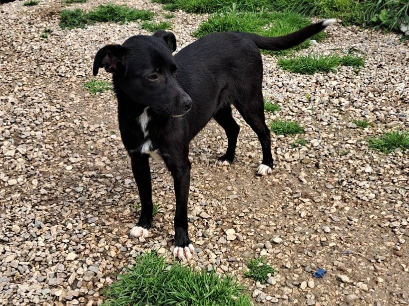 Adozione cane, femmina, Labrador Retriever Volpino di Pomerania, 1 anno, taglia piccola, Benevento