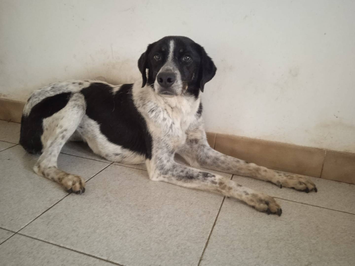 Vuoi adottare un cane a Bologna?