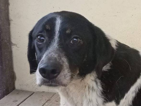 Adotta il cane Felicia a Bologna