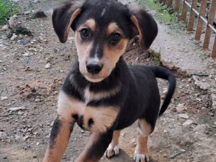 Adozione cane, femmina, Pinscher Razza sconosciuta, 4 mesi, taglia media contenuta, Benevento