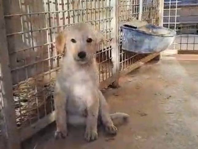 Adozione cane, femmina, Labrador Retriever Razza sconosciuta, 4 mesi, taglia media, Benevento