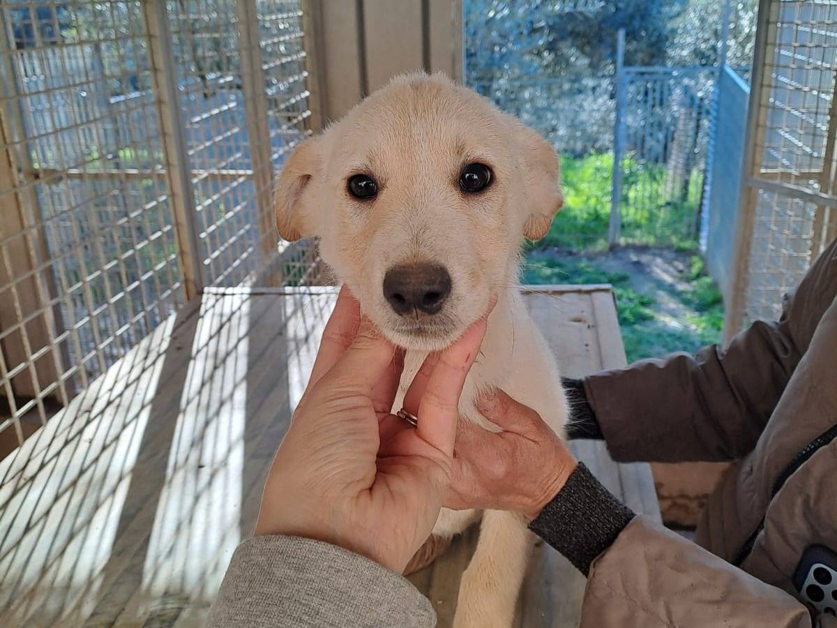Adotta un cane, femmina, 4 mesi, Benevento